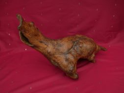 L&rsquo;ornithorynque