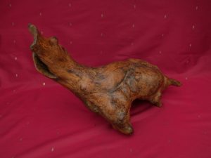 L&rsquo;ornithorynque