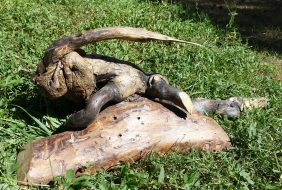 Iguane à longue crête