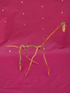 Girafe