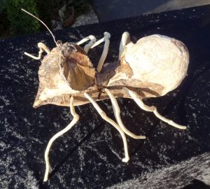 Araignée blanche